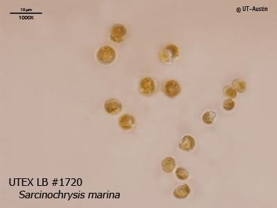 UTEX LB 1720 Sarcinochrysis marina | UTEX Culture Collection of Algae