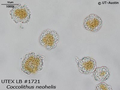 UTEX LB 1721 Coccolithus neohelis | UTEX Culture Collection of Algae