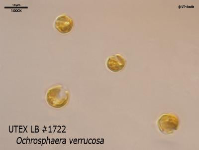 <strong>UTEX LB 1722</strong> <br><i>Ochrosphaera verrucosa</i>
