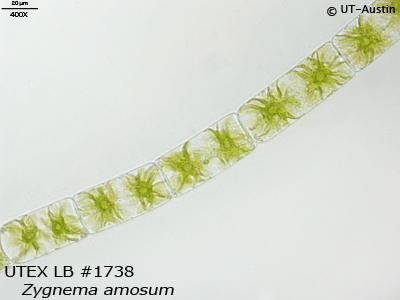 UTEX LB 1738 Zygnema amosum | UTEX Culture Collection of Algae