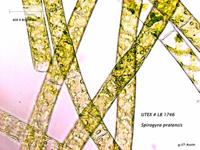 UTEX LB 1746 Spirogyra pratensis | UTEX Culture Collection of Algae