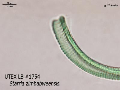 UTEX LB 1754 Starria zimbabweensis | UTEX Culture Collection of Algae