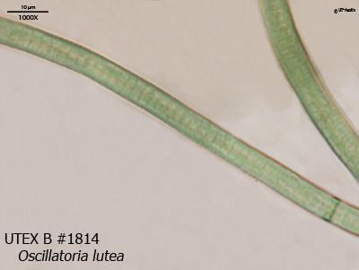 UTEX B 1814 Oscillatoria lutea | UTEX Culture Collection of Algae