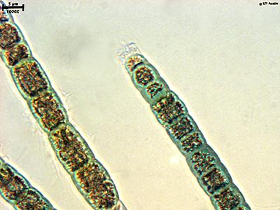 UTEX B 1814 Oscillatoria lutea | UTEX Culture Collection of Algae
