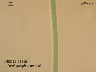 UTEX LB 1816 Porphyrosiphon notarisii | UTEX Culture Collection of Algae