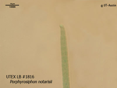 UTEX LB 1816 Porphyrosiphon notarisii | UTEX Culture Collection of Algae