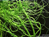 UTEX LB 1849 Enteromorpha prolifera | UTEX Culture Collection of Algae