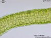 UTEX LB 1852 Enteromorpha prolifera | UTEX Culture Collection of Algae
