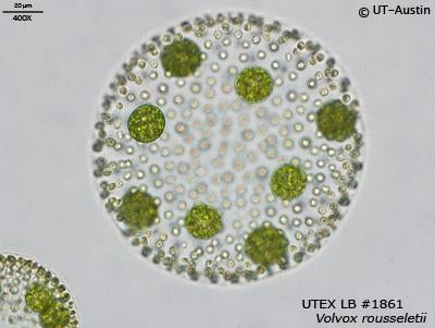 UTEX LB 1861 Volvox rousseletii | UTEX Culture Collection of Algae