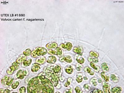 UTEX LB 1880 Volvox carteri f. nagariensis | UTEX Culture Collection of Algae