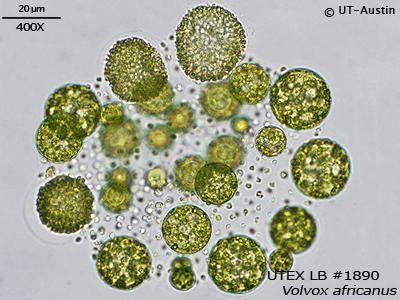 UTEX LB 1890 Volvox africanus | UTEX Culture Collection of Algae