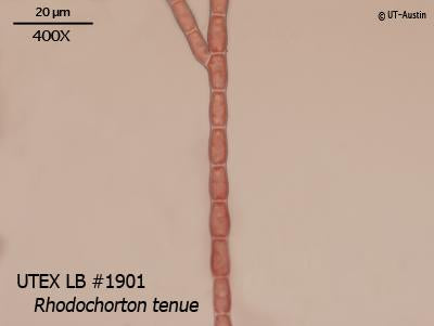 UTEX LB 1901 Rhodochorton tenue | UTEX Culture Collection of Algae