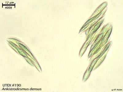 UTEX B 190 Ankistrodesmus densus | UTEX Culture Collection of Algae