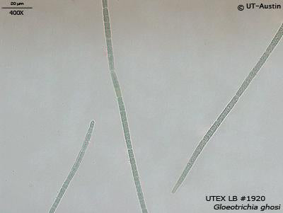 UTEX LB 1920 Gloeotrichia ghosi | UTEX Culture Collection of Algae