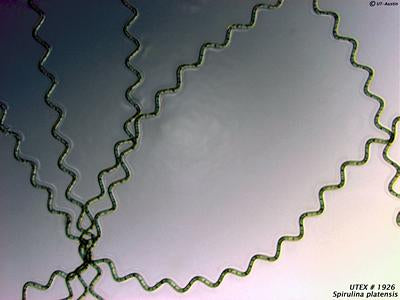 UTEX LB 1926 Spirulina platensis | UTEX Culture Collection of Algae