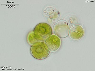 UTEX 1927 Pseudotetracystis terrestris | UTEX Culture Collection of Algae