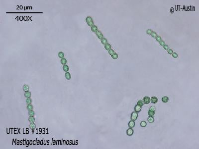 UTEX LB 1931 Mastigocladus laminosus | UTEX Culture Collection of Algae