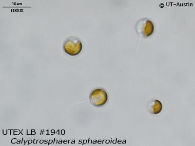 UTEX LB 1940 Calyptrosphaera sphaeroidea | UTEX Culture Collection of Algae