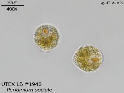UTEX LB 1948 Peridinium sociale | UTEX Culture Collection of Algae