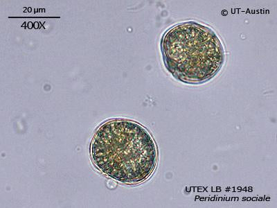UTEX LB 1948 Peridinium sociale | UTEX Culture Collection of Algae
