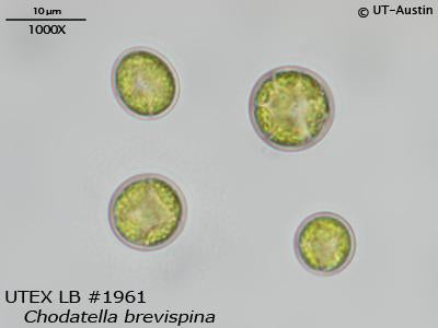 UTEX LB 1961 Chodatella brevispina | UTEX Culture Collection of Algae