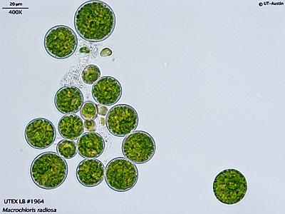 UTEX LB 1964 Macrochloris radiosa | UTEX Culture Collection of Algae
