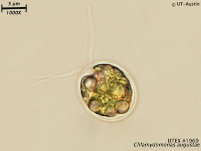 UTEX LB 1969 Chlamydomonas augustae | UTEX Culture Collection of Algae