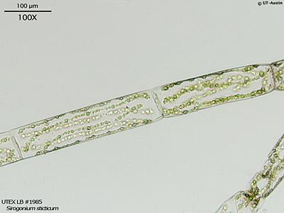 UTEX LB 1985 Sirogonium sticticum | UTEX Culture Collection of Algae