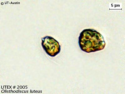 UTEX LB 2005 Olisthodiscus luteus | UTEX Culture Collection of Algae