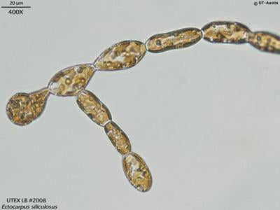UTEX LB 2008 Ectocarpus siliculosus | UTEX Culture Collection of Algae