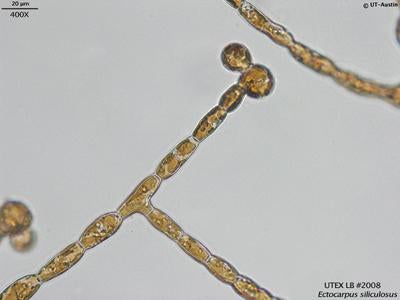 UTEX LB 2008 Ectocarpus siliculosus | UTEX Culture Collection of Algae