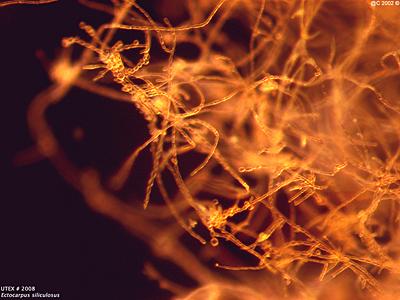 UTEX LB 2008 Ectocarpus siliculosus | UTEX Culture Collection of Algae