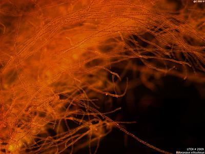 UTEX LB 2009 Ectocarpus siliculosus | UTEX Culture Collection of Algae