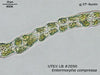 UTEX LB 2050 Enteromorpha compressa | UTEX Culture Collection of Algae