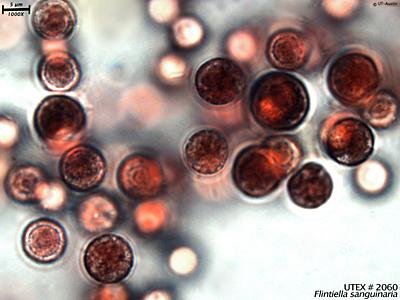 UTEX LB 2060 Flintiella sanguinaria | UTEX Culture Collection of Algae