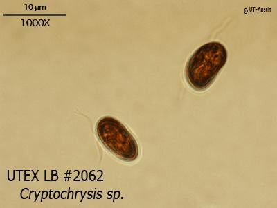 UTEX LB 2062 Cryptochrysis sp. | UTEX Culture Collection of Algae