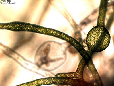 UTEX LB 2067 Vaucheria bursata | UTEX Culture Collection of Algae