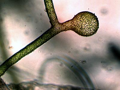 UTEX LB 2067 Vaucheria bursata | UTEX Culture Collection of Algae