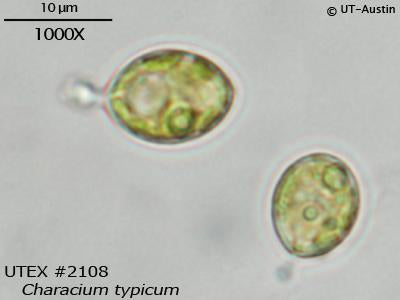 UTEX 2108 Characium typicum | UTEX Culture Collection of Algae