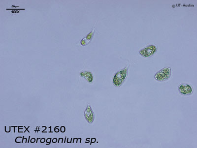 UTEX 2160 Chlorogonium sp. | UTEX Culture Collection of Algae