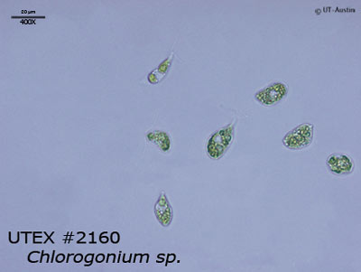 gonium under microscope