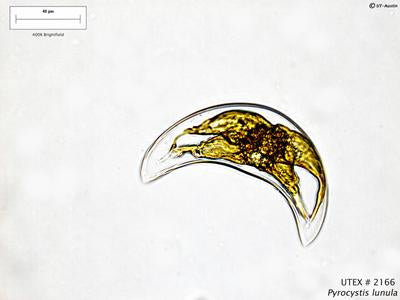 UTEX LB 2166 Pyrocystis lunula | UTEX Culture Collection of Algae