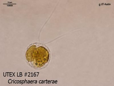 UTEX LB 2167 Cricosphaera carterae | UTEX Culture Collection of Algae