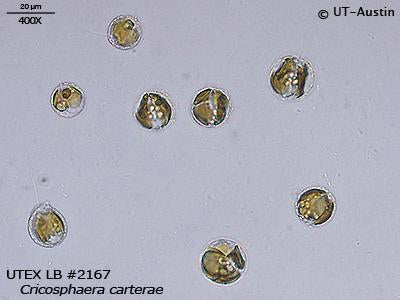 UTEX LB 2167 Cricosphaera carterae | UTEX Culture Collection of Algae