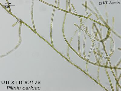 UTEX LB 2178 Pilinia earleae | UTEX Culture Collection of Algae