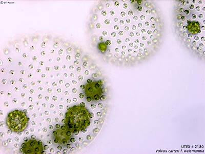 UTEX LB 2180 Volvox carteri f. weismannia | UTEX Culture Collection of Algae