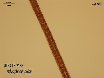 UTEX LB 2188 Polysiphonia boldii | UTEX Culture Collection of Algae