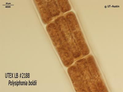 UTEX LB 2188 Polysiphonia boldii | UTEX Culture Collection of Algae