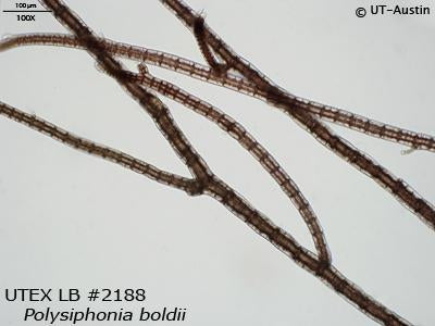 <strong>UTEX LB 2188</strong> <br><i>Polysiphonia boldii</i>