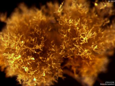 UTEX LB 2190 Bodanella lauterborni | UTEX Culture Collection of Algae